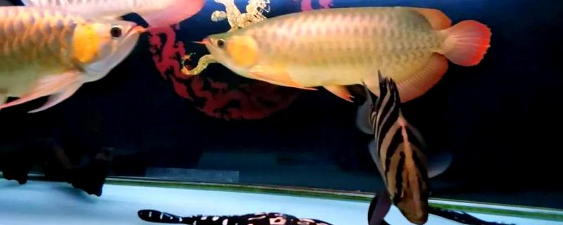 龙鱼和什么鱼混养好，有鹦鹉鱼、虎鱼、皇冠三间鱼等