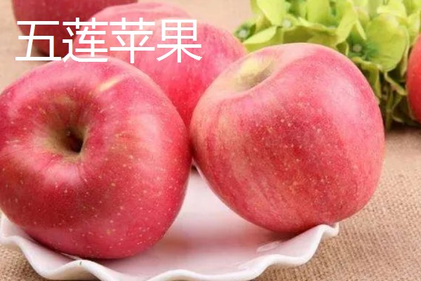 山东五莲县的特产,五莲苹果远销俄罗斯