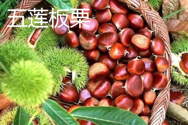 山东五莲县的特产,五莲苹果远销俄罗斯