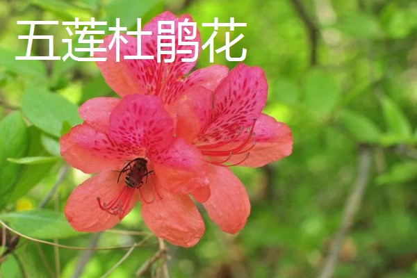 山东五莲县的特产,五莲苹果远销俄罗斯