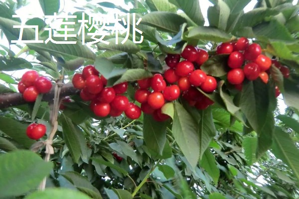 山东五莲县的特产,五莲苹果远销俄罗斯