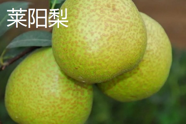 山东五莲县的特产,五莲苹果远销俄罗斯