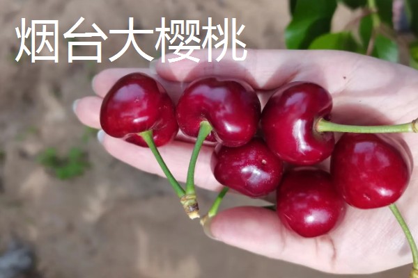 山东五莲县的特产,五莲苹果远销俄罗斯