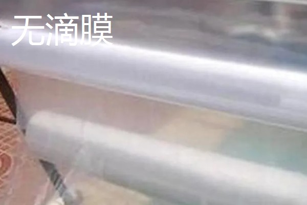 各种功能棚膜的特点,不同品种的特点不同
