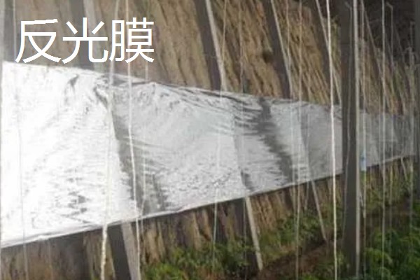 各种功能棚膜的特点,不同品种的特点不同