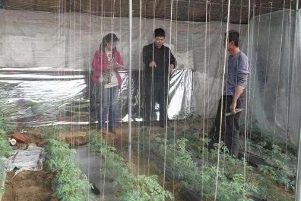 各种功能棚膜的特点,不同品种的特点不同
