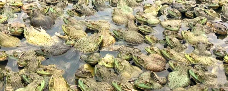 牛蛙和田鸡的区别，前者属于蛙科、后者属于叉舌蛙科