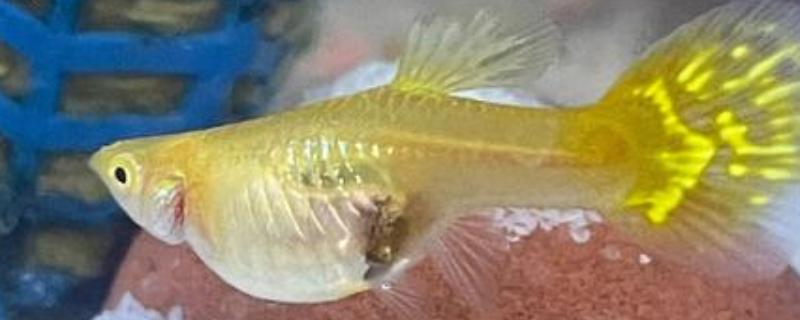 孔雀鱼胎斑的颜色，大部分都是黑色