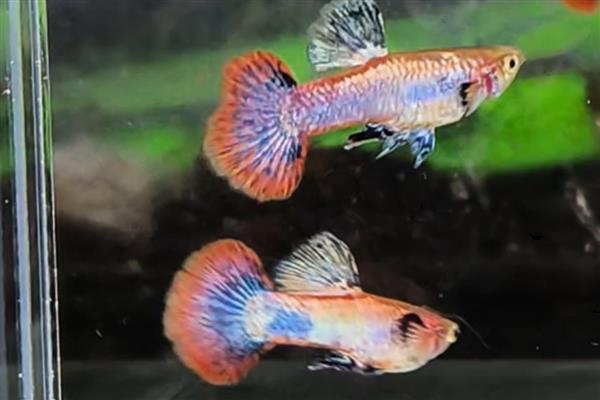 孔雀鱼胎斑的颜色，大部分都是黑色