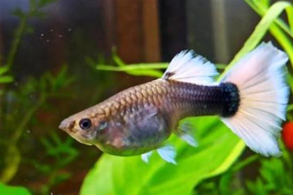 孔雀鱼胎斑的颜色，大部分都是黑色