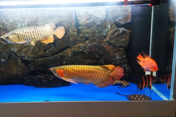 龙鱼和什么鱼混养好，有鹦鹉鱼、虎鱼、皇冠三间鱼等