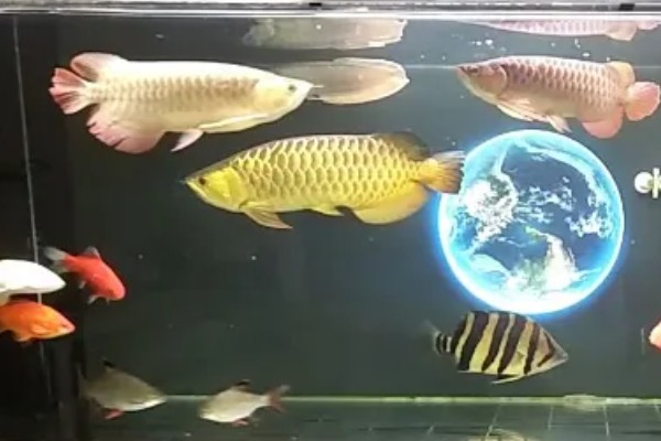 龙鱼和什么鱼混养好，有鹦鹉鱼、虎鱼、皇冠三间鱼等