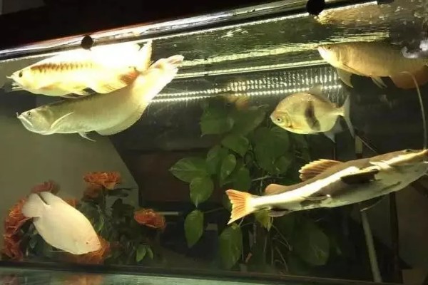 龙鱼和什么鱼混养好，有鹦鹉鱼、虎鱼、皇冠三间鱼等