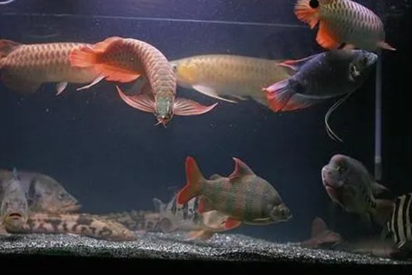 龙鱼和什么鱼混养好，有鹦鹉鱼、虎鱼、皇冠三间鱼等