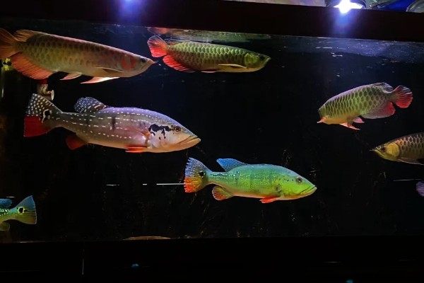 龙鱼和什么鱼混养好，有鹦鹉鱼、虎鱼、皇冠三间鱼等