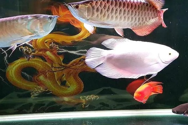 龙鱼和什么鱼混养好，有鹦鹉鱼、虎鱼、皇冠三间鱼等