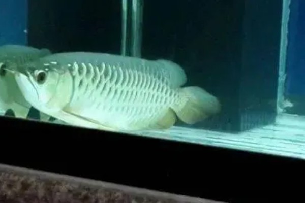 龙鱼和什么鱼混养好，有鹦鹉鱼、虎鱼、皇冠三间鱼等