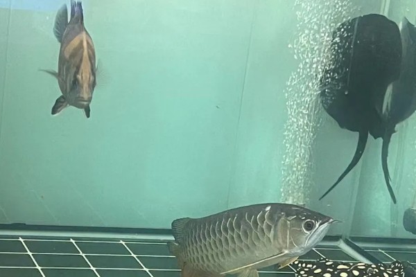 龙鱼和什么鱼混养好，有鹦鹉鱼、虎鱼、皇冠三间鱼等