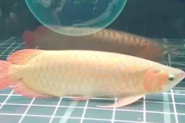 龙鱼和什么鱼混养好，有鹦鹉鱼、虎鱼、皇冠三间鱼等