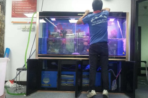 龙鱼和什么鱼混养好，有鹦鹉鱼、虎鱼、皇冠三间鱼等