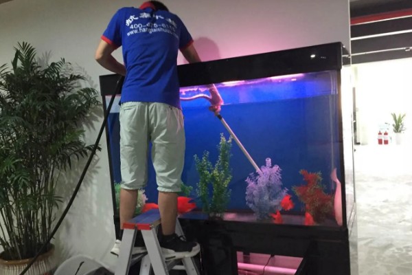 龙鱼和什么鱼混养好，有鹦鹉鱼、虎鱼、皇冠三间鱼等