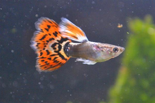 孔雀鱼胎斑的颜色，大部分都是黑色