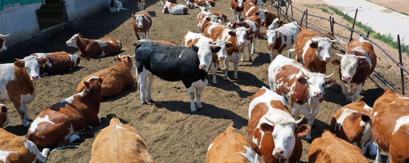 牛的寿命，可存活15-35年左右