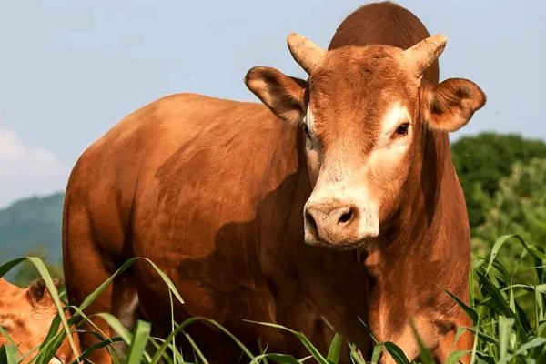 牛的寿命，可存活15-35年左右