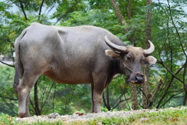 牛的寿命，可存活15-35年左右
