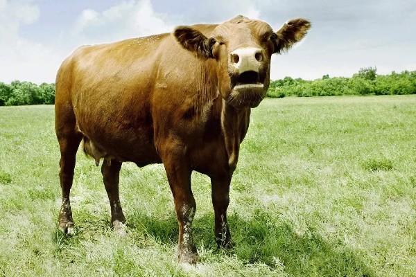 牛的寿命，可存活15-35年左右