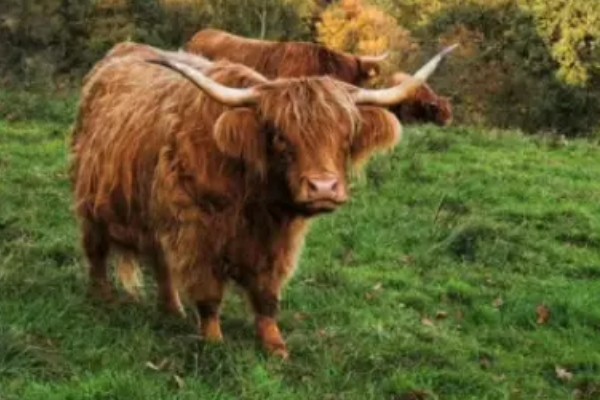 牛的寿命，可存活15-35年左右