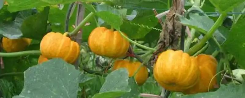 南瓜种植间距多少，爬地栽培株距0.5-0.7米