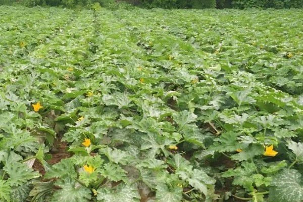 南瓜种植间距多少,爬地栽培株距0.5-0.7米