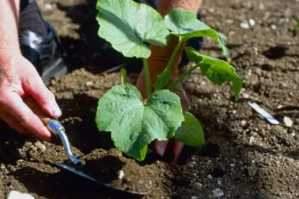 南瓜种植间距多少,爬地栽培株距0.5-0.7米