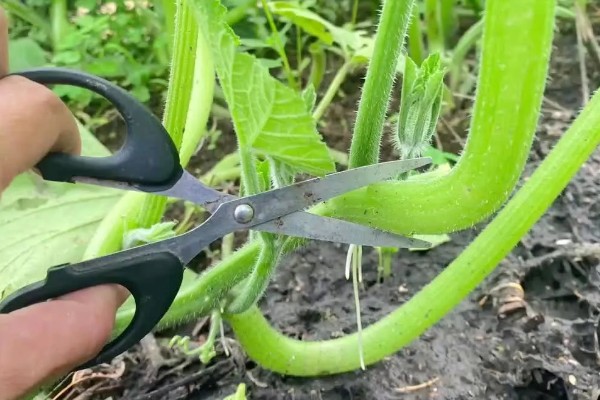 南瓜种植间距多少,爬地栽培株距0.5-0.7米