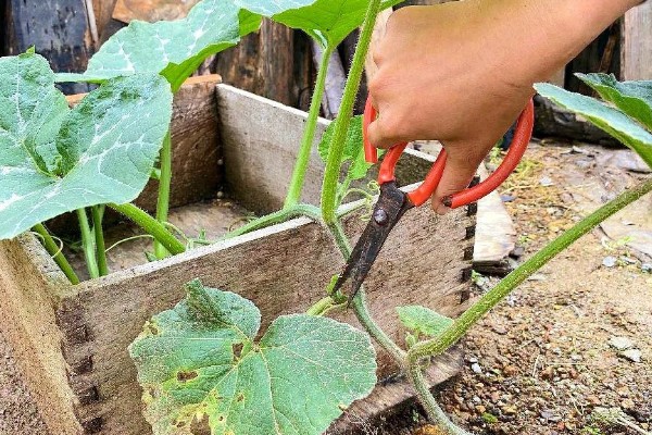 南瓜种植间距多少,爬地栽培株距0.5-0.7米