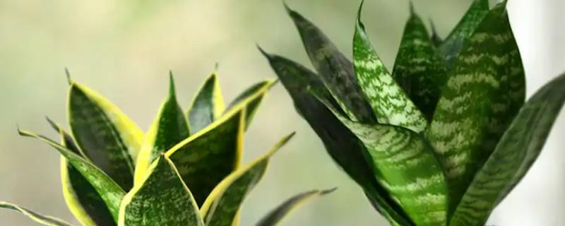 为什么虎皮兰叶子会打卷，可能是忘记浇水了