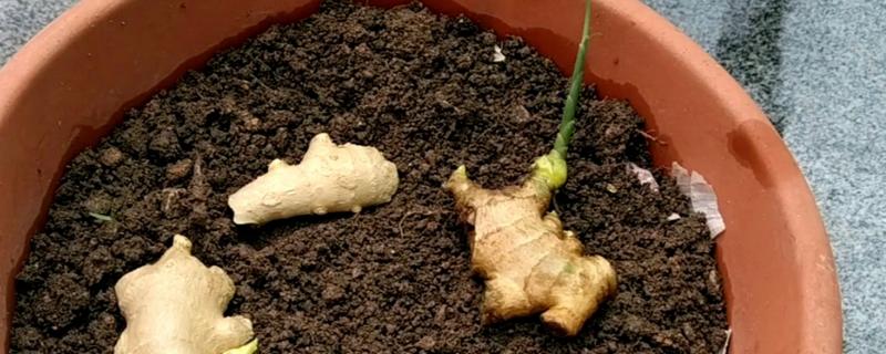 大姜发芽了还能吃吗，大姜发芽后并无毒素