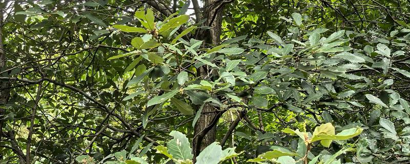 栎树的简介，属于壳斗科、栎属植物的统称