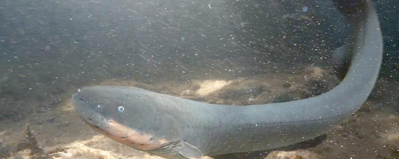 电鳗简介，是与鲶形目近缘的一类淡水鱼类