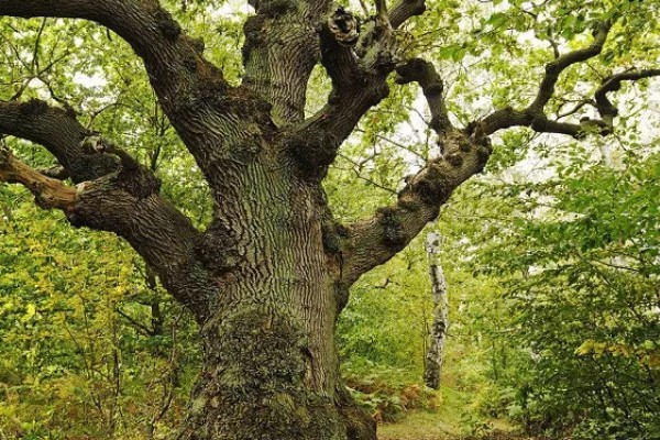 栎树的简介,属于壳斗科、栎属植物的统称