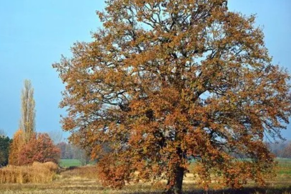 栎树的简介,属于壳斗科、栎属植物的统称