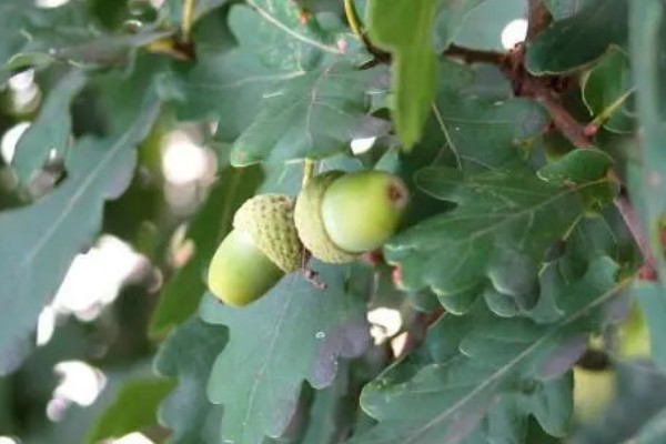 栎树的简介,属于壳斗科、栎属植物的统称