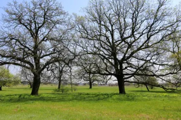 栎树的简介,属于壳斗科、栎属植物的统称