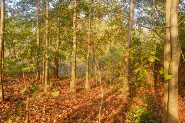 栎树的简介,属于壳斗科、栎属植物的统称