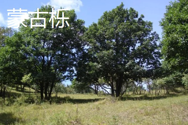 栎树的简介,属于壳斗科、栎属植物的统称