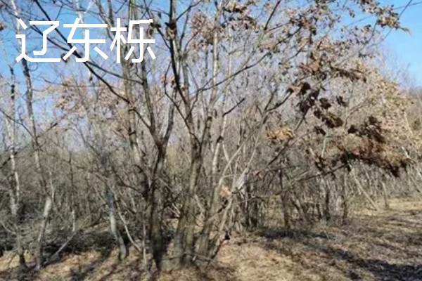 栎树的简介,属于壳斗科、栎属植物的统称