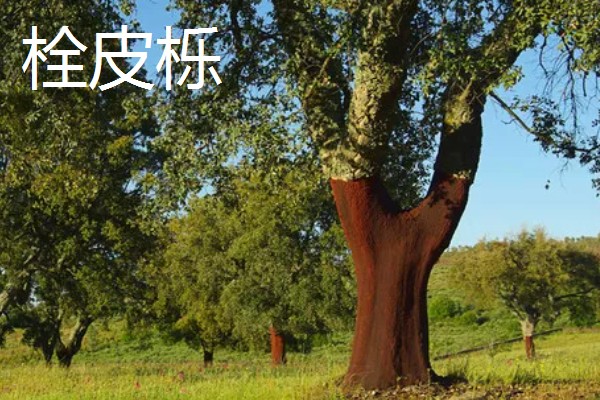 栎树的简介,属于壳斗科、栎属植物的统称