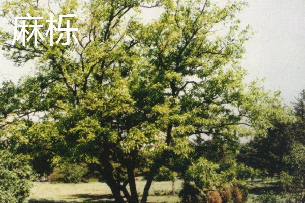 栎树的简介,属于壳斗科、栎属植物的统称