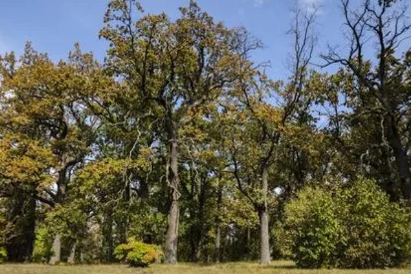 栎树的简介,属于壳斗科、栎属植物的统称